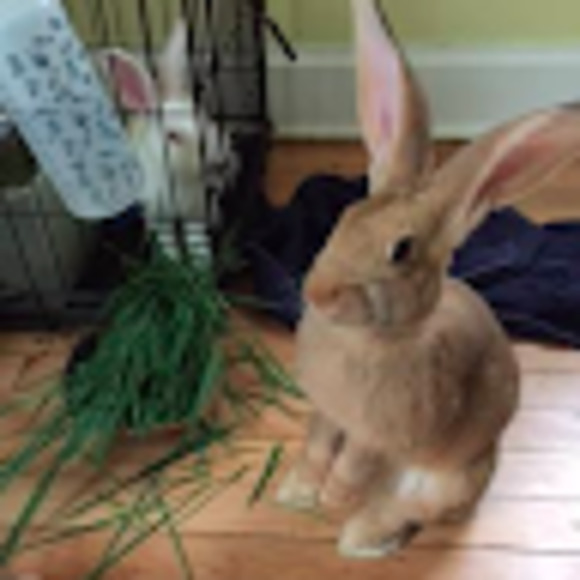 Meet your Posher, Abby - Picture 1 of 2